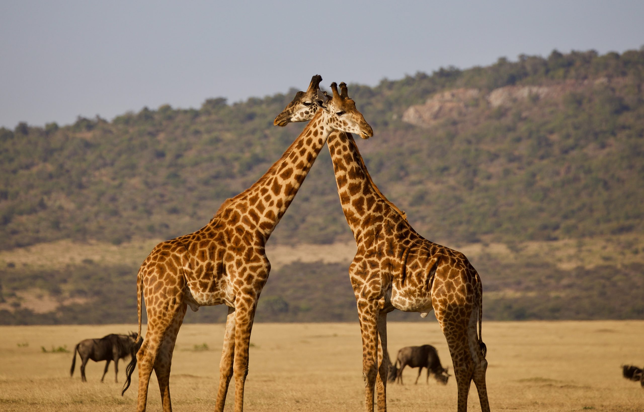 giraffe in the masai mara game reserve